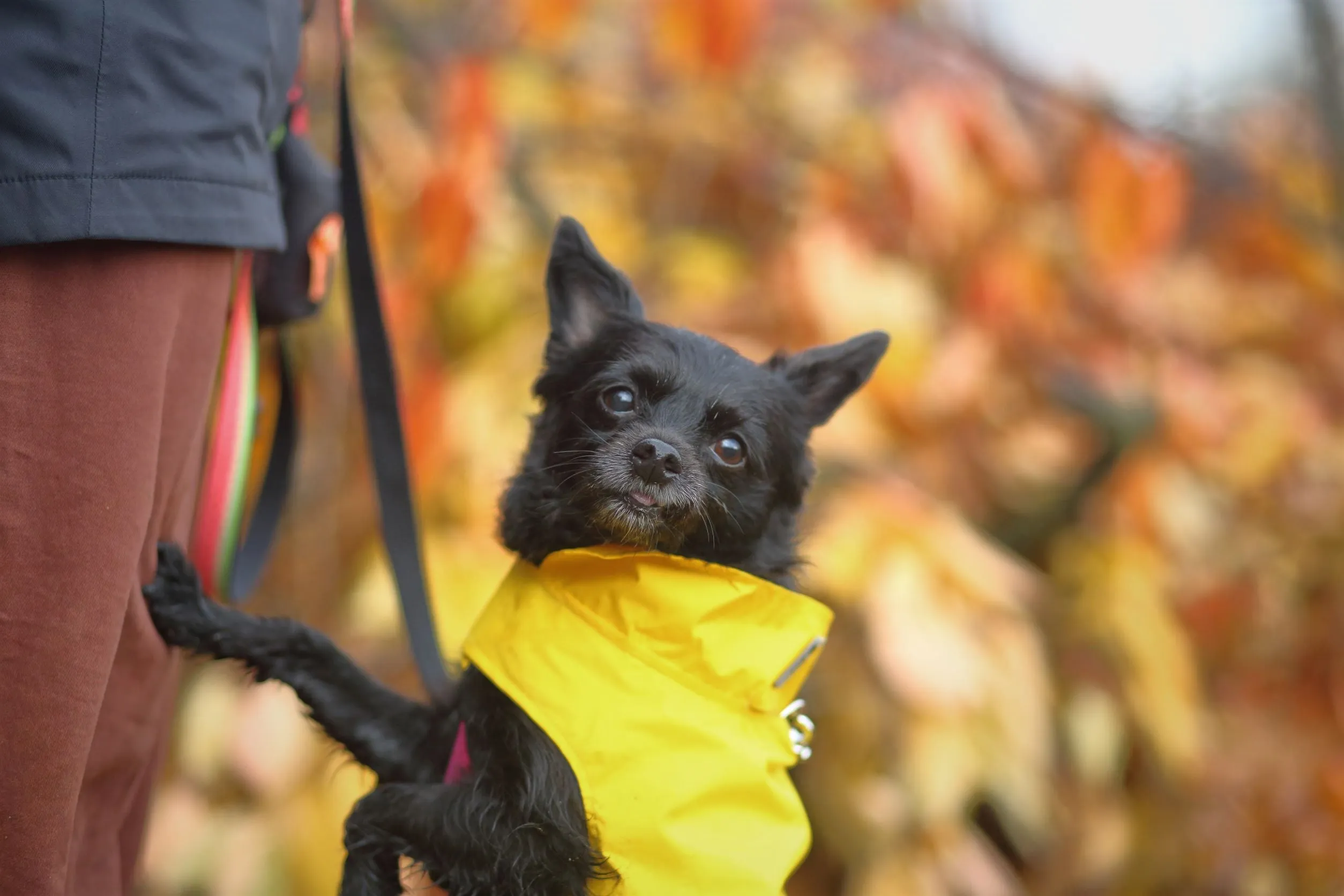 Dog Rain Jacket